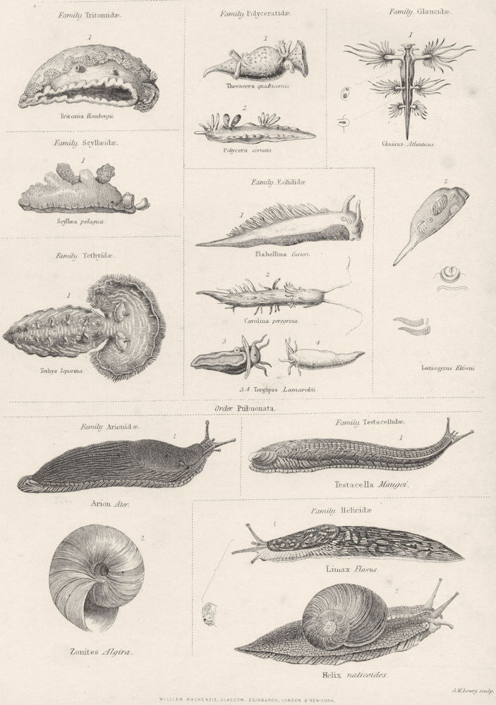 MOLLUSC.Tritonridae;Polyceratidae;Glaucidae;Scyllaeidae;Tethyidae;Eolididae 1860